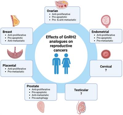 Role of gonadotropin-releasing hormone 2 and its receptor in human reproductive cancers